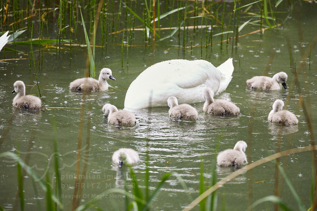 After birth, baby swan: Aarau Philosophenweg