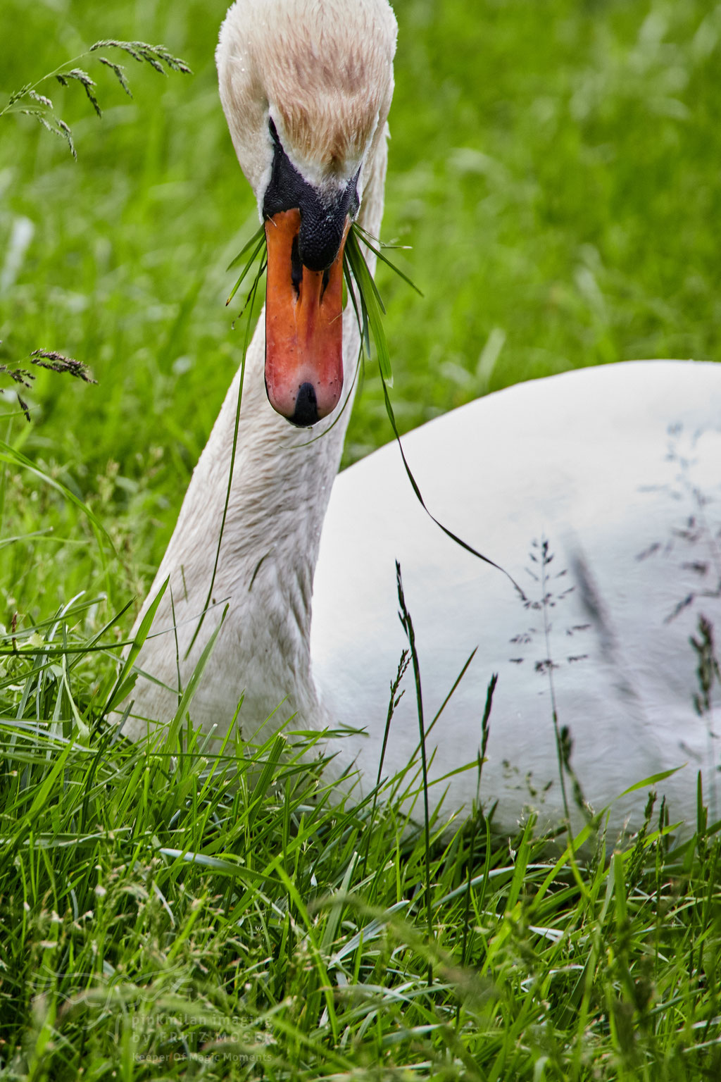 After birth, baby swan: Aarau Philosophenweg