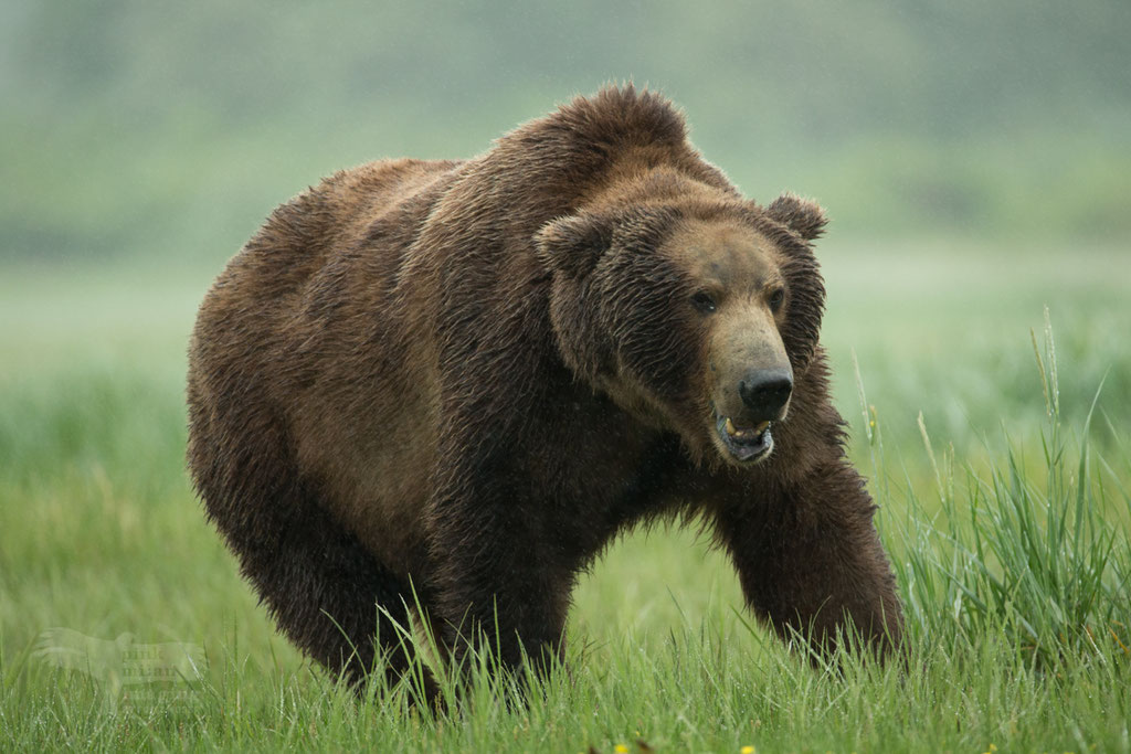 Alaska Grizzly, Katmai National Park