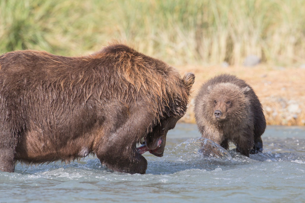 Alaska Grizzly, Katmai National Park
