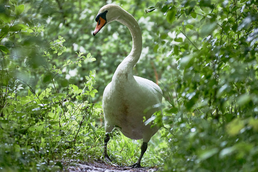 After birth, baby swan: Aarau Philosophenweg