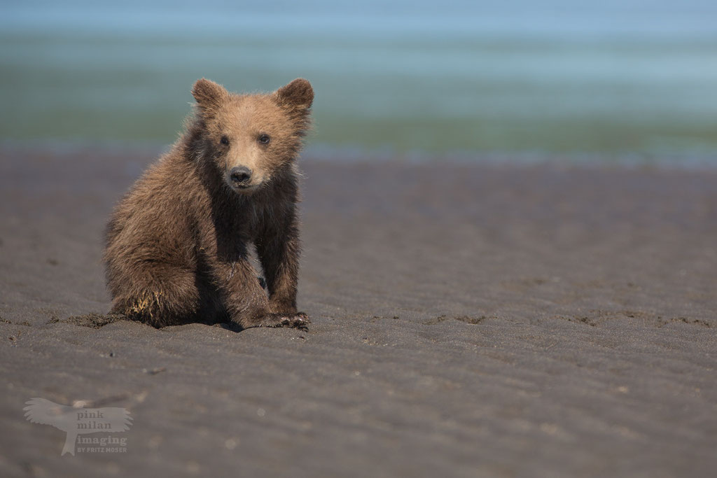 Alaska Grizzly, Katmai National Park, Grizzly cub