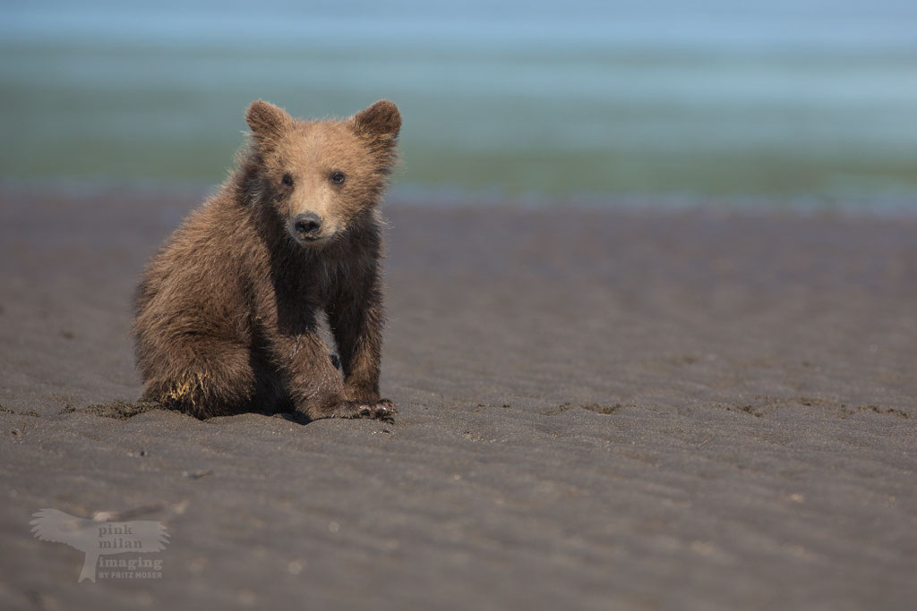 Alaska Grizzly, Katmai National Park, Grizzly cub