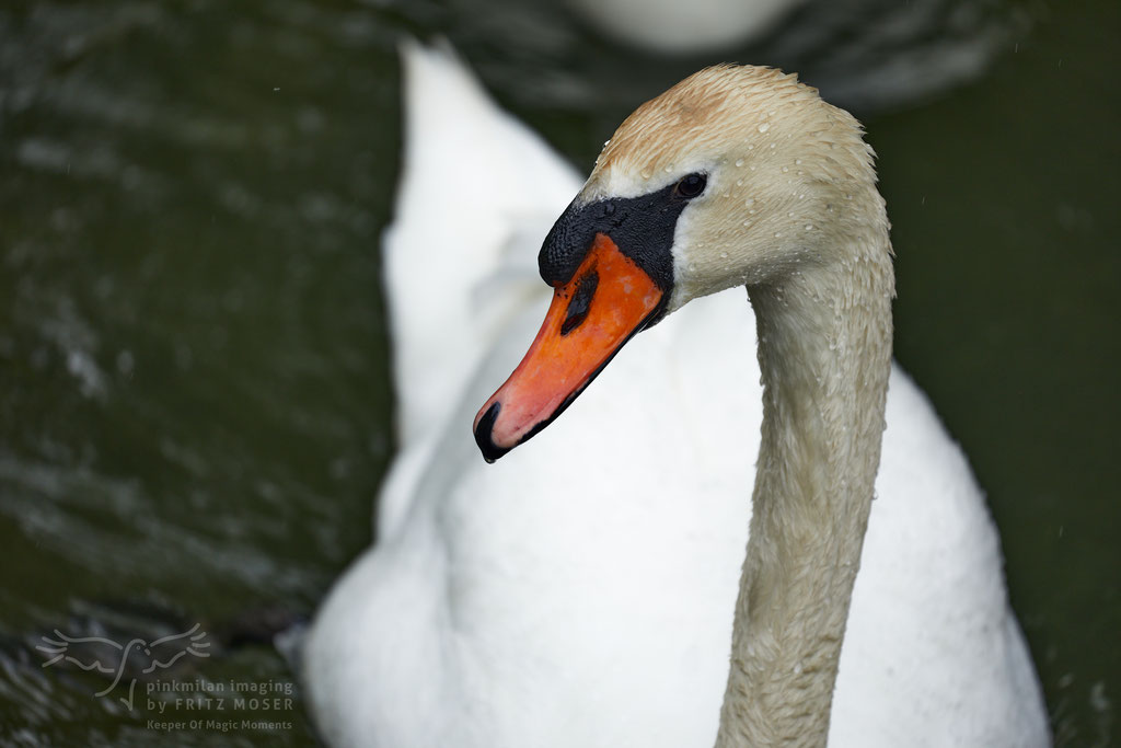 Swan breeding time: Aarau Philosophenweg