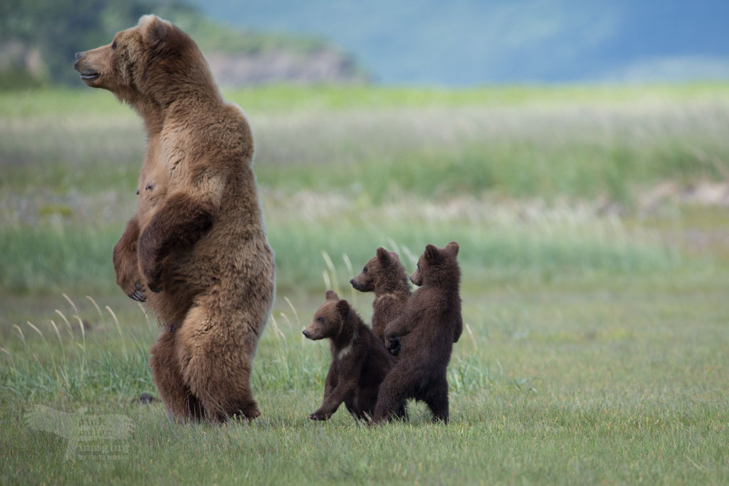 Alaska Grizzly, Katmai National Park