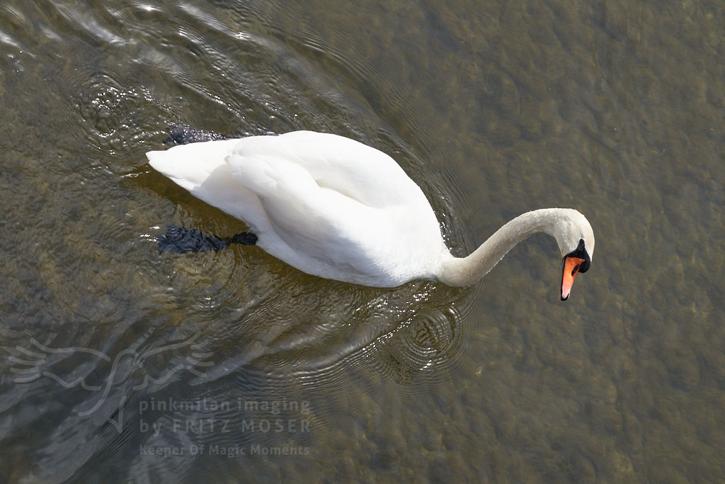 Swan breeding time: Aarau Philosophenweg