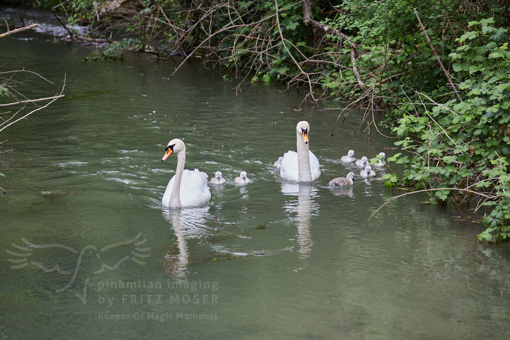 After birth, baby swan: Aarau Philosophenweg