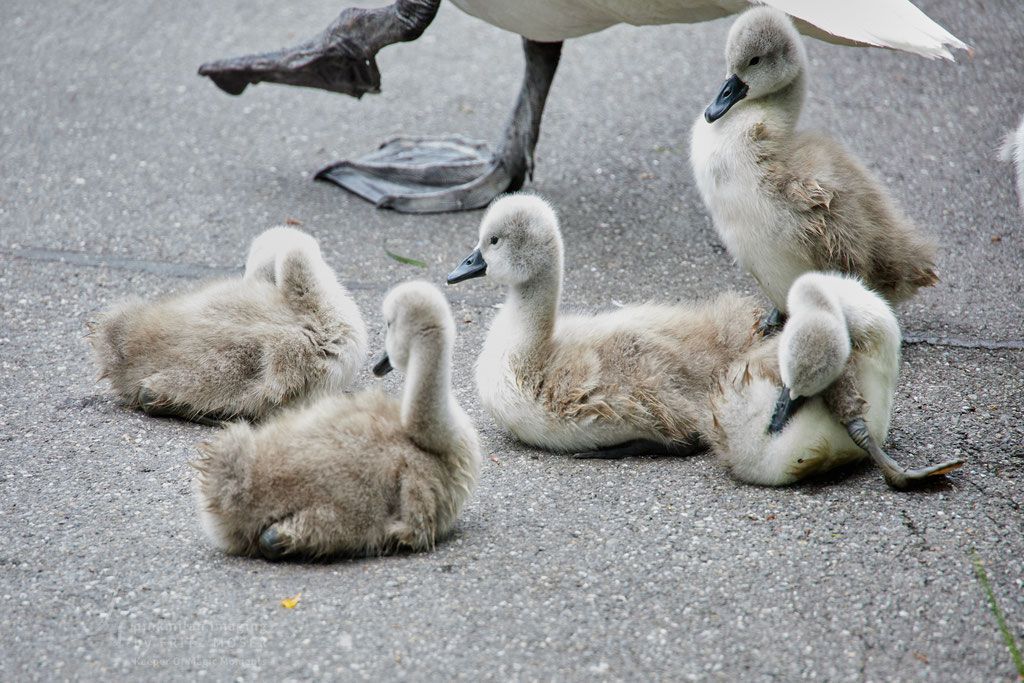 After birth, baby swan: Aarau Philosophenweg