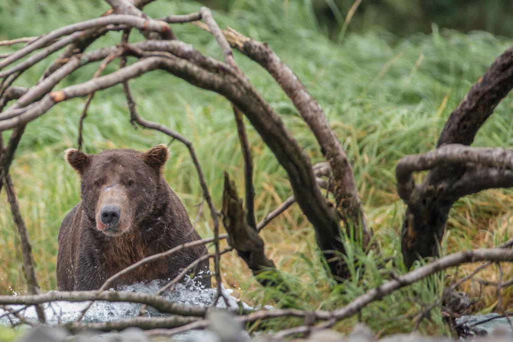 Grizzly sitting in river waiting for salmon