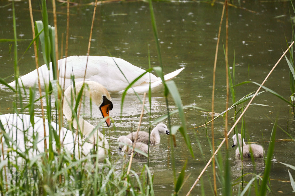 After birth, baby swan: Aarau Philosophenweg