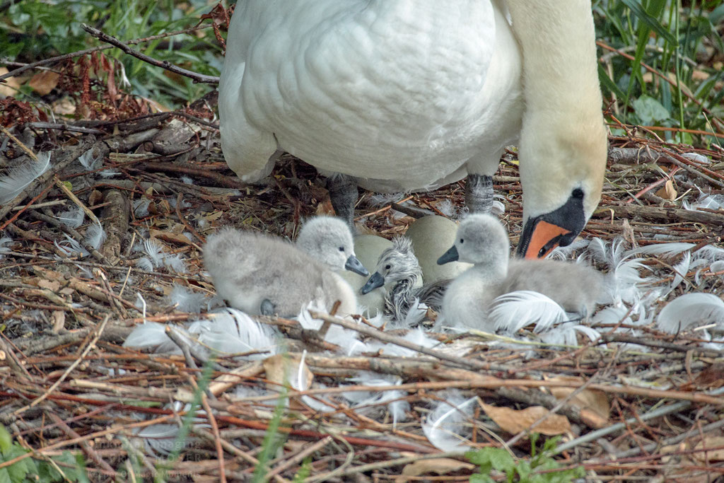 newly  born swan 3-4 minutes out of the egg