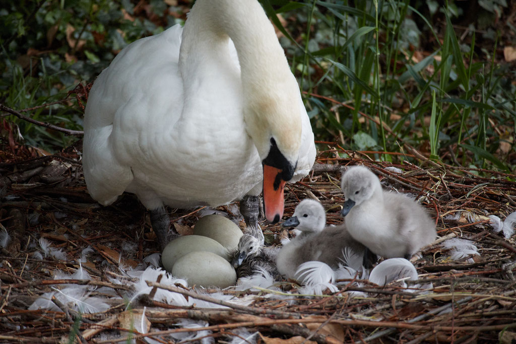 newly  born swan 3-4 minutes out of the egg