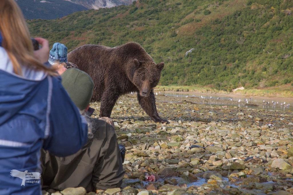 Alaska Grizzly, Katmai National Park