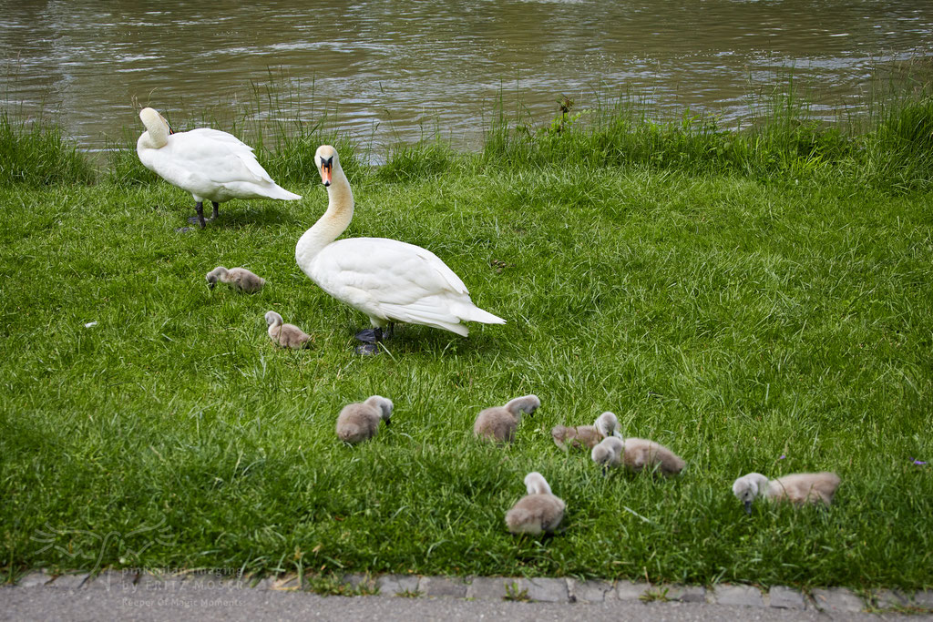 After birth, baby swan: Aarau Philosophenweg