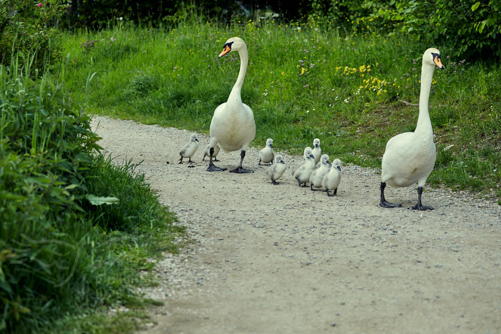 Swan breeding time: Aarau Philosophenweg