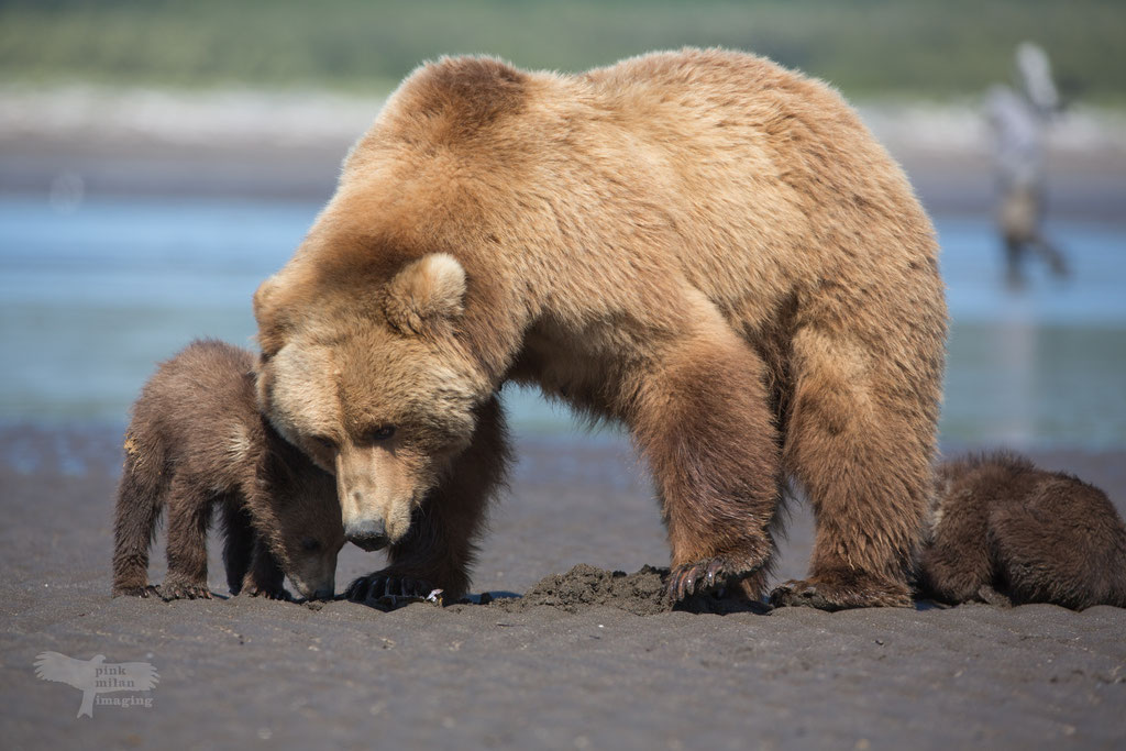 Alaska Grizzly, Katmai National Park