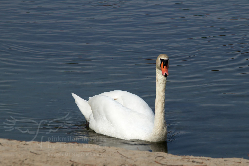 Swan breeding time: Aarau Philosophenweg