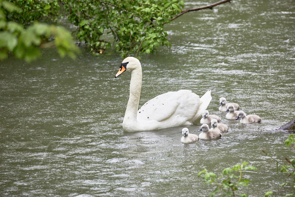 After birth, baby swan: Aarau Philosophenweg