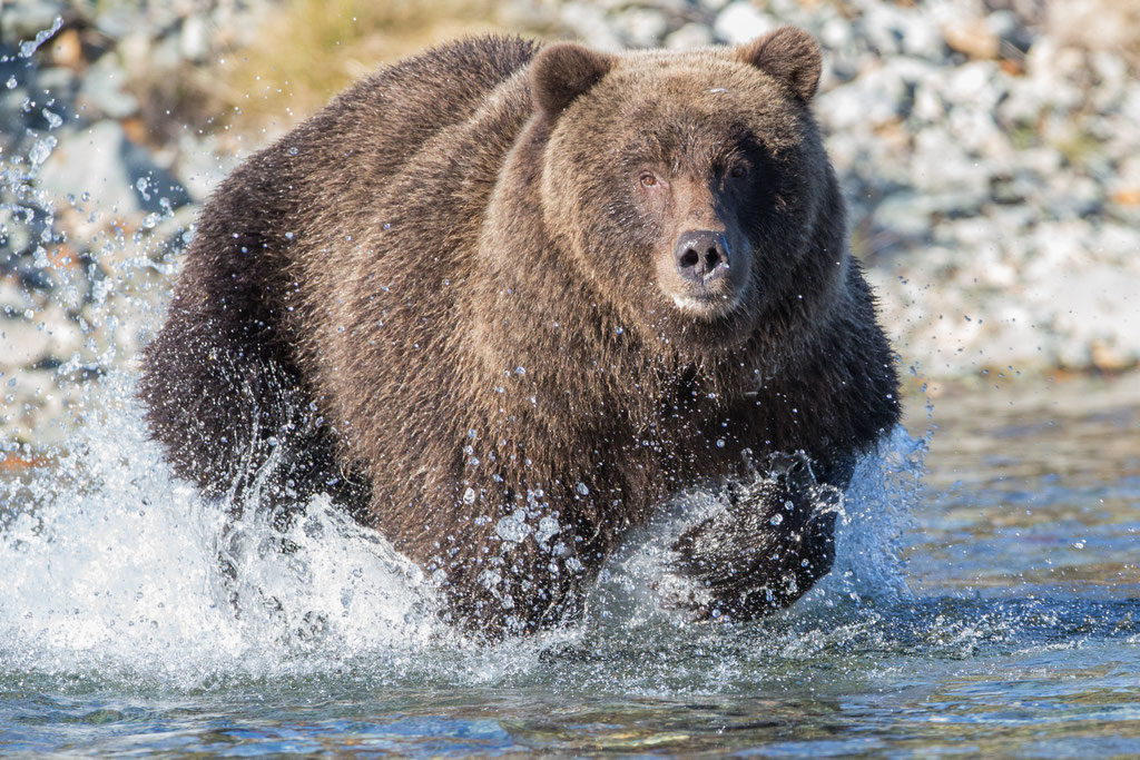 Grizzly chasing for salmon