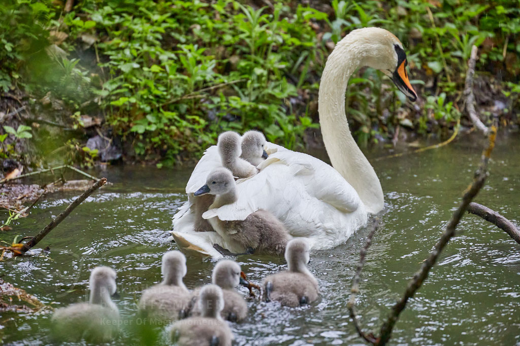 After birth, baby swan: Aarau Philosophenweg