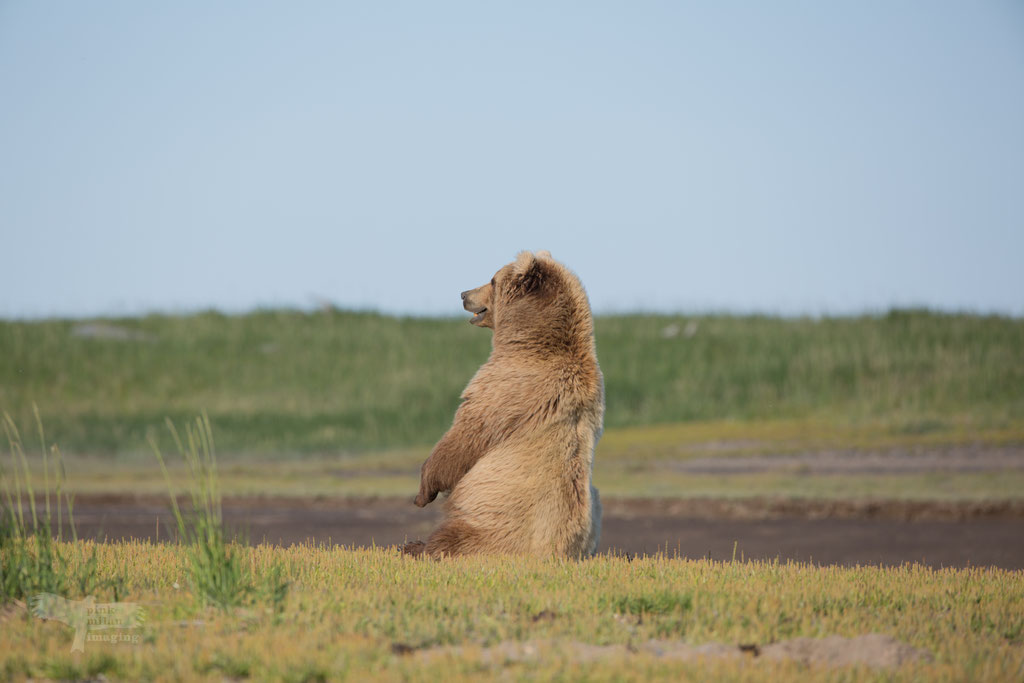 Alaska Grizzly, Katmai National Park