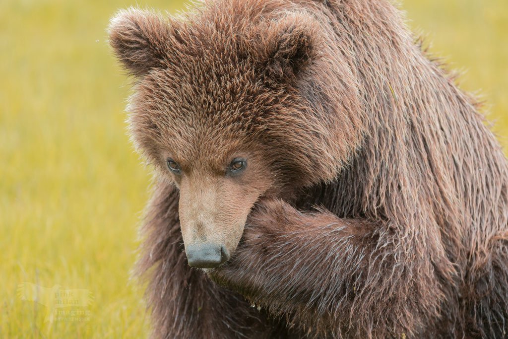 Alaska Grizzly, Katmai National Park