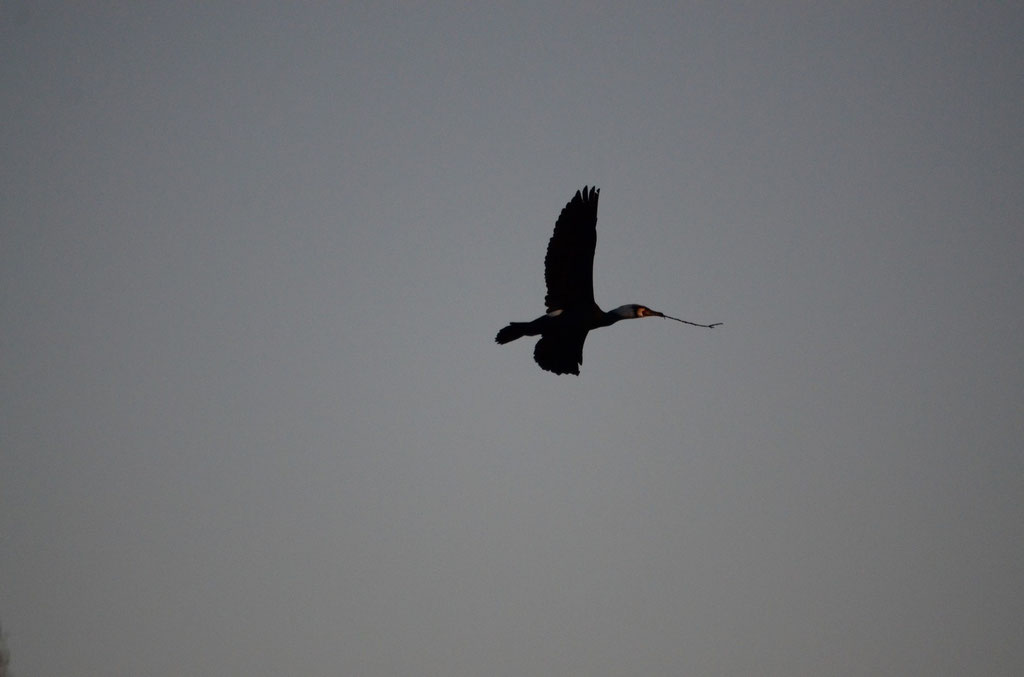 Kormoran