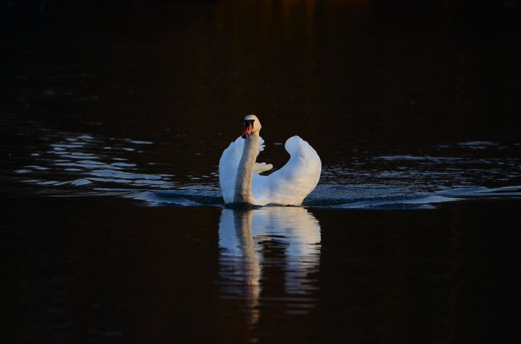 Höckerschwan