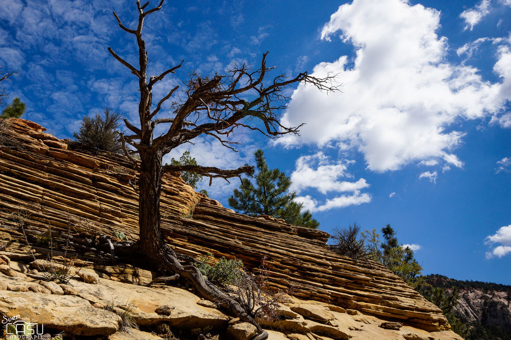 Zion Canyon