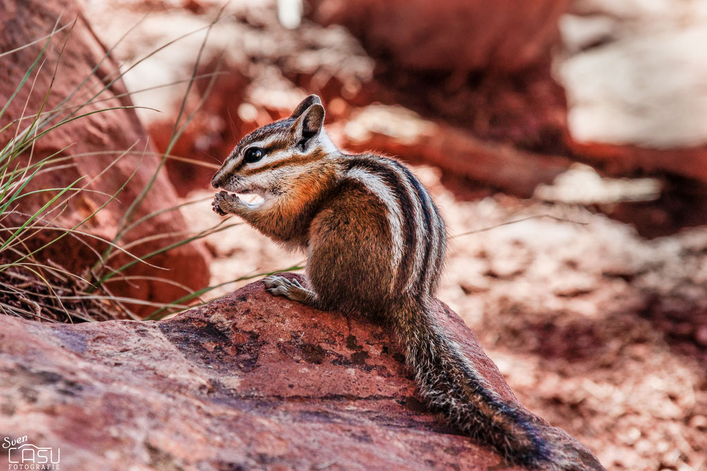 Zion Canyon - Wildlife