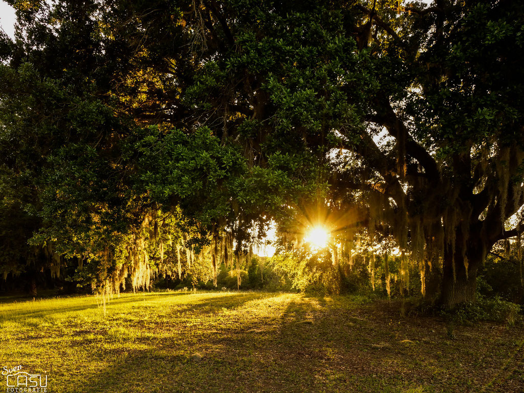 Florida - Ocala - Lake in the Forest
