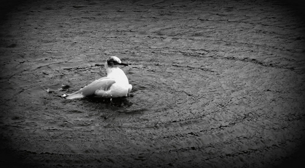 Mouette au Luxembourg