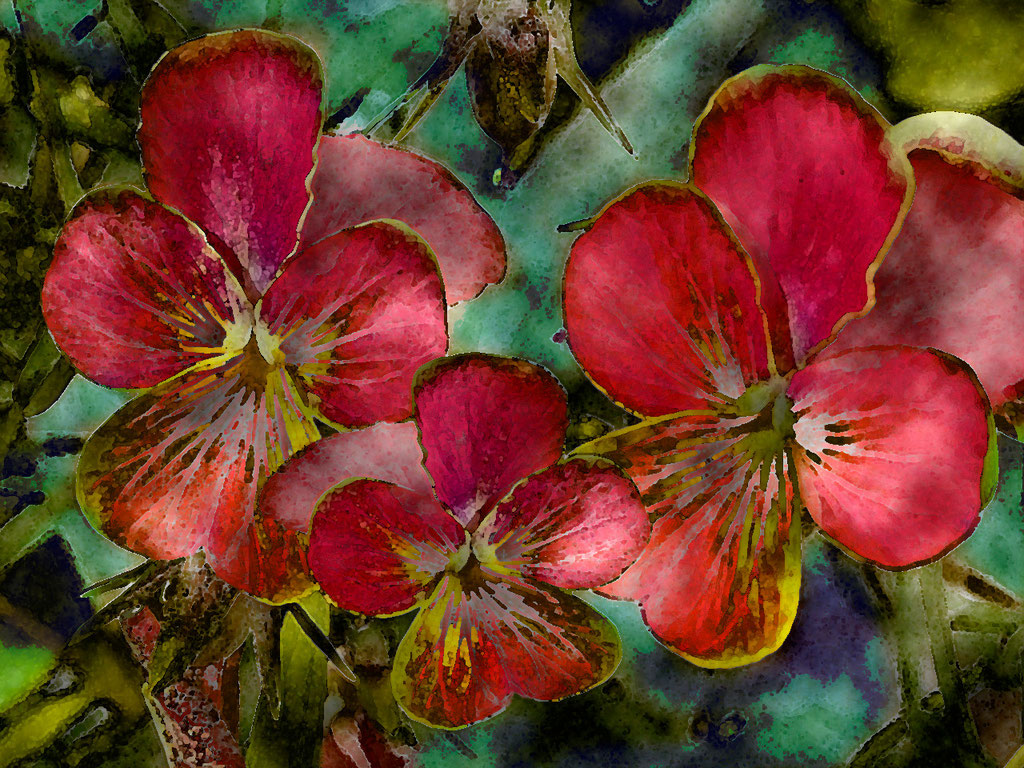 Stiefmütterchen 2