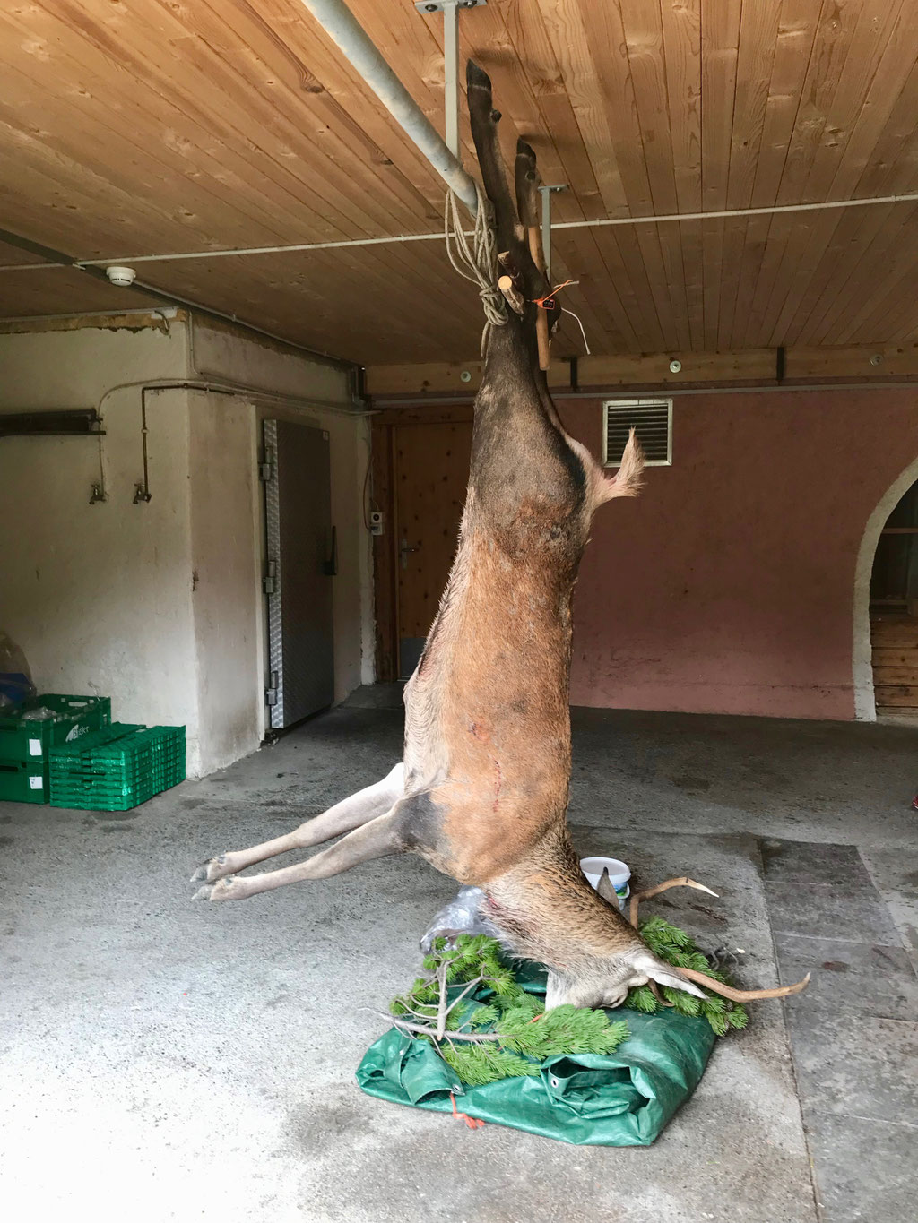 Hirsch hängt in der Garage von unserem Hotel 