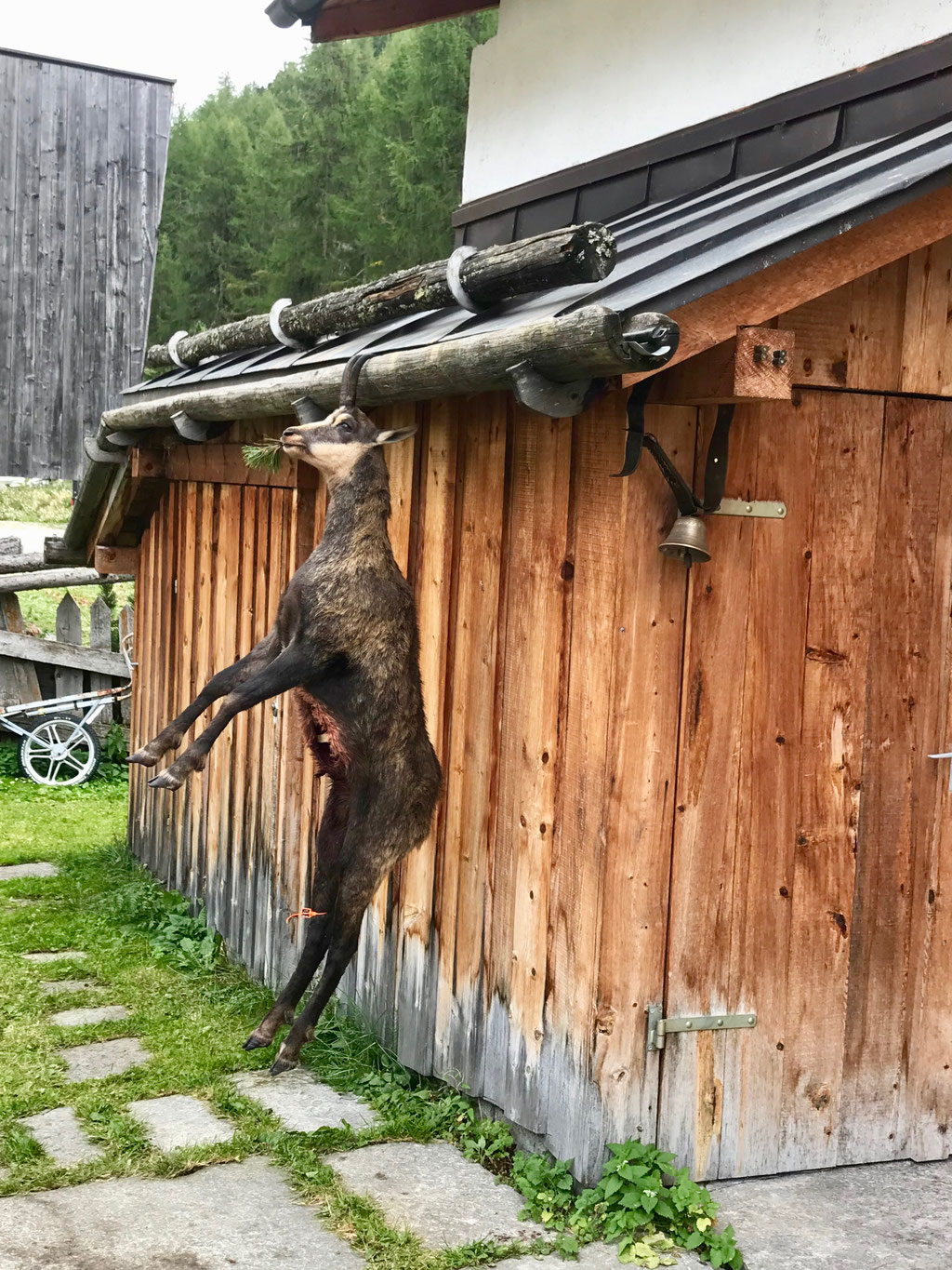 Gämsbock hängt direkt neben unserem Hotel an der  Dachrinne 