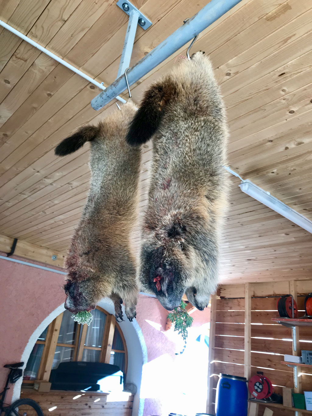 Murmeltiere hängen in der Garage von unserem Hotel 