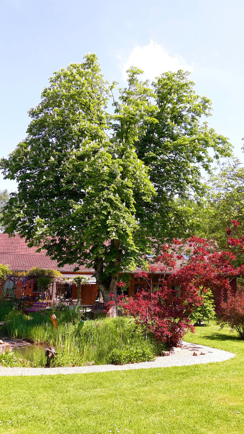 05.05. die mächtige Kastanie