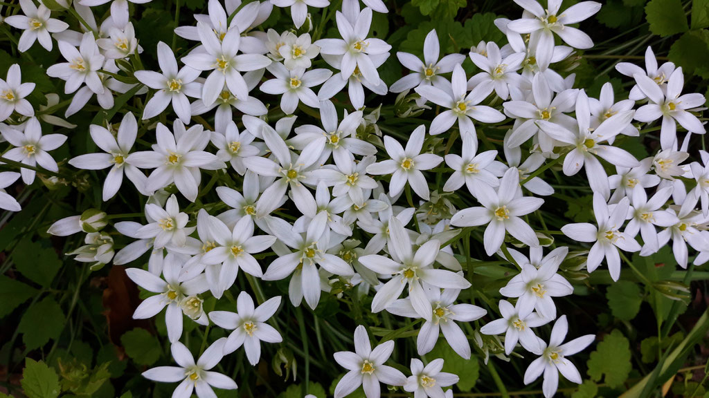 05.05. hier wachsen kleine weiss schimmernde Sternblumen (den Namen kenne ich nicht)