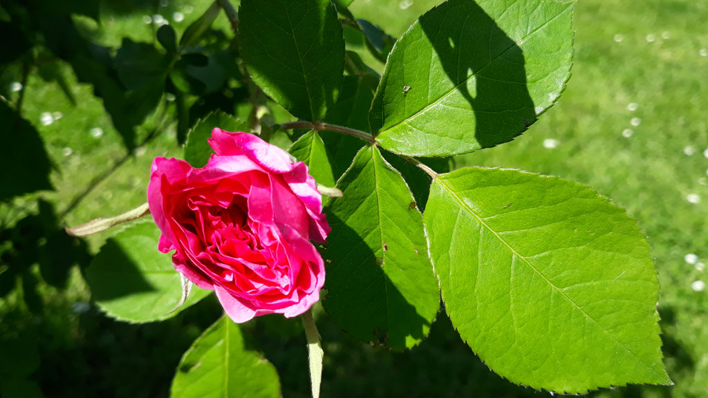 05.05. Die erste sich öffnende Rosenblühte