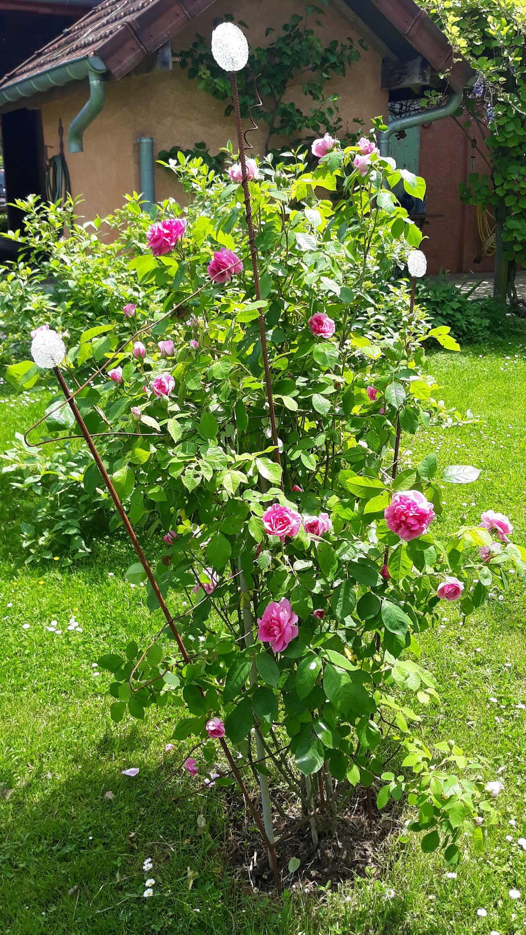 12.05. Der altmodische intensive Rosenduft mäandert durch den ganzen Garten