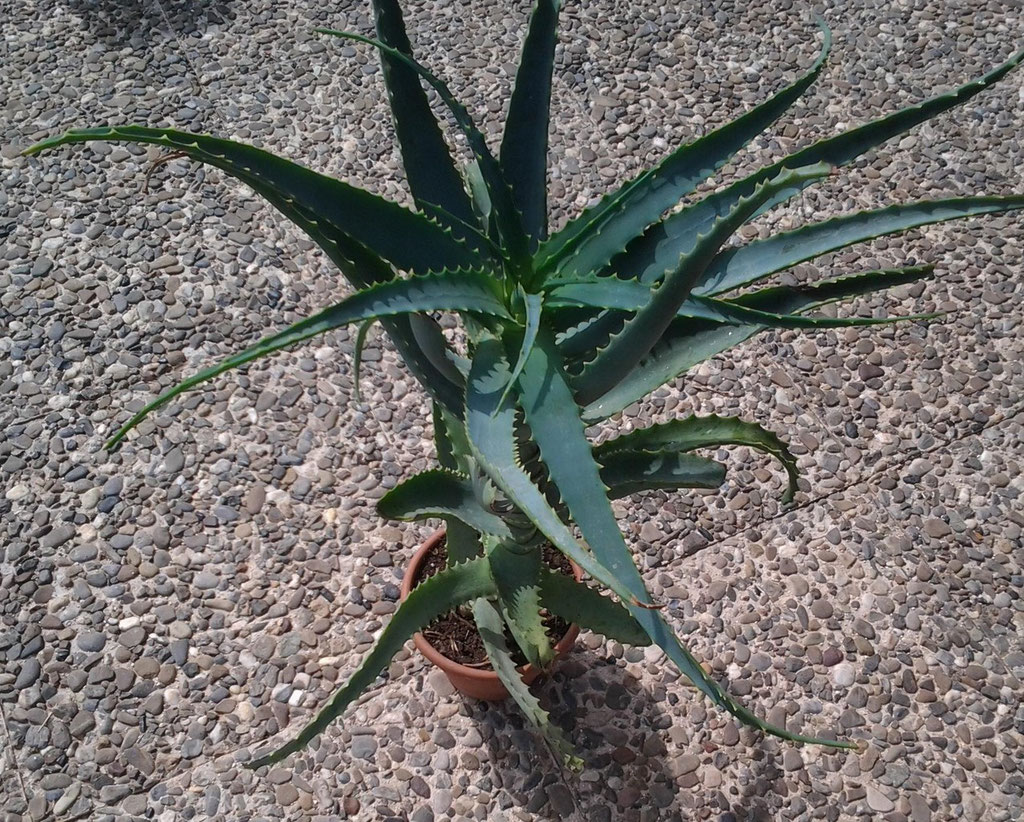 Pianta ivasta di Aloe arborescns 