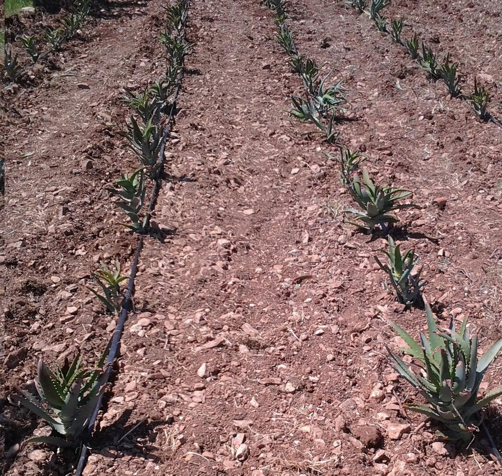 pianta di aloe aborescens e pianta di aloe vera 