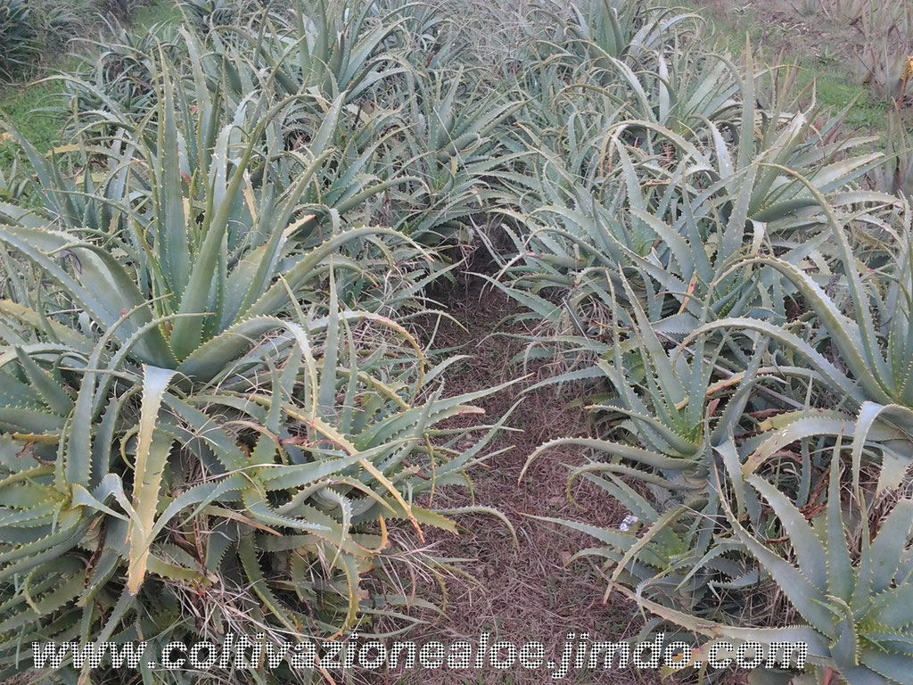 pianta di aloe aborescens e pianta di aloe vera 