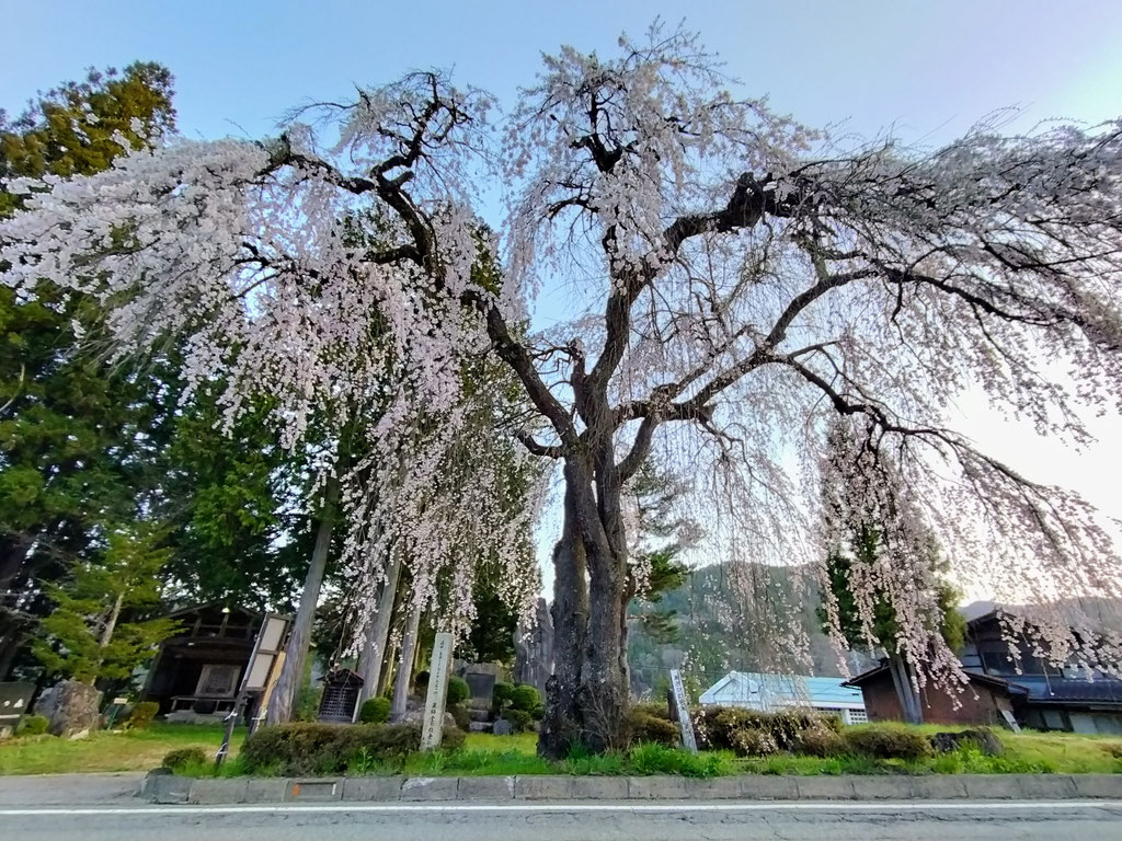 枝垂れ桜めぐり公式案内 - 【公式】飛騨あさひ観光協会