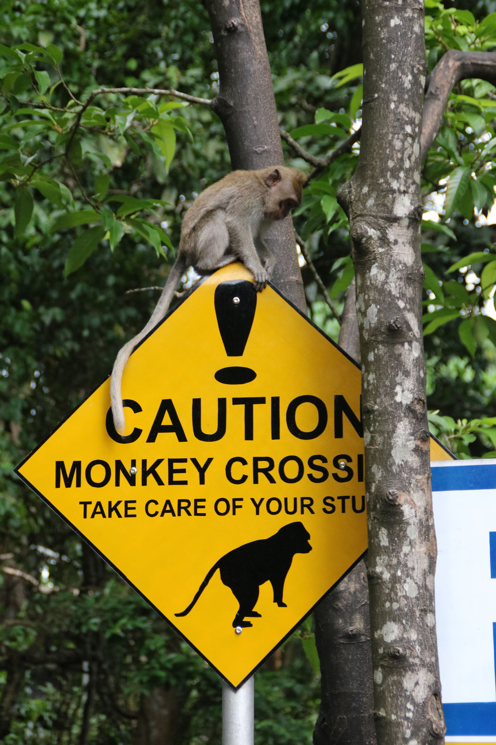 Monkeyforest Ubud
