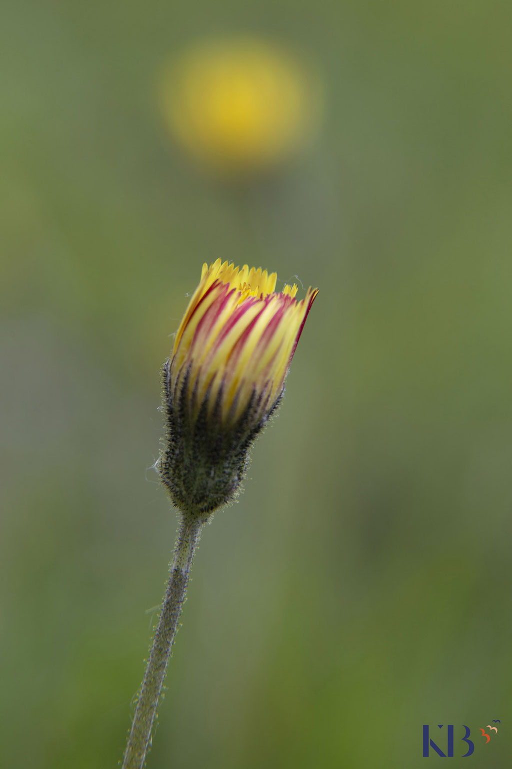 © Katja Backen | Makro-Fotografie