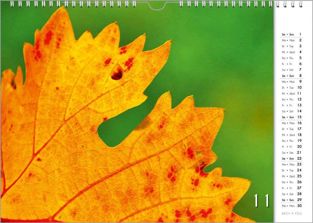 Der Weinkalender "Feuerwerk" ... einfach "nur" kunterbunte Herbstblätter. Einer der 12 Weinkalender von "Bach 4 You".