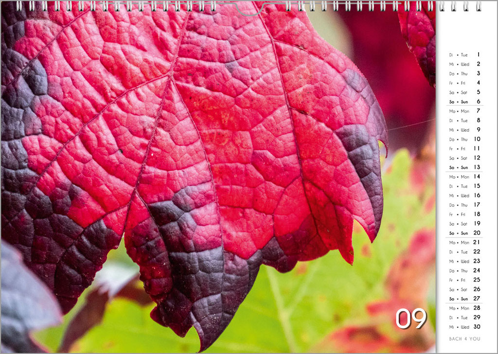 Der Weinkalender "Feuerwerk" ... einfach "nur" kunterbunte Herbstblätter. Einer der 12 Weinkalender von "Bach 4 You".