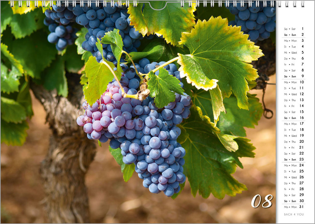 Weintrauben im Weinkalender aus dem Verlag "Bach 4 You". Er ist einer der 12 Weinkalender.