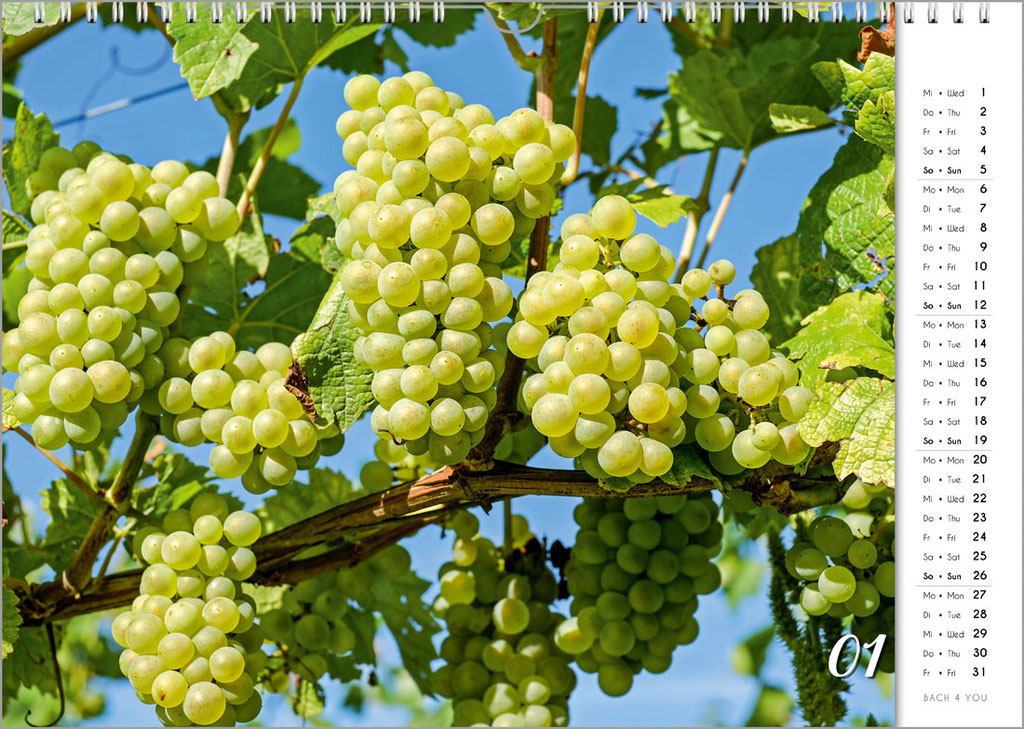 Weintrauben im Weinkalender aus dem Verlag "Bach 4 You". Er ist einer der 12 Weinkalender.